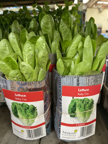 Lettuce - Baby Cos